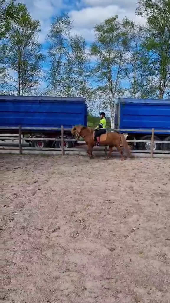 Allround hästar till salu: Islandshäst i Dala-Husby - Video 1