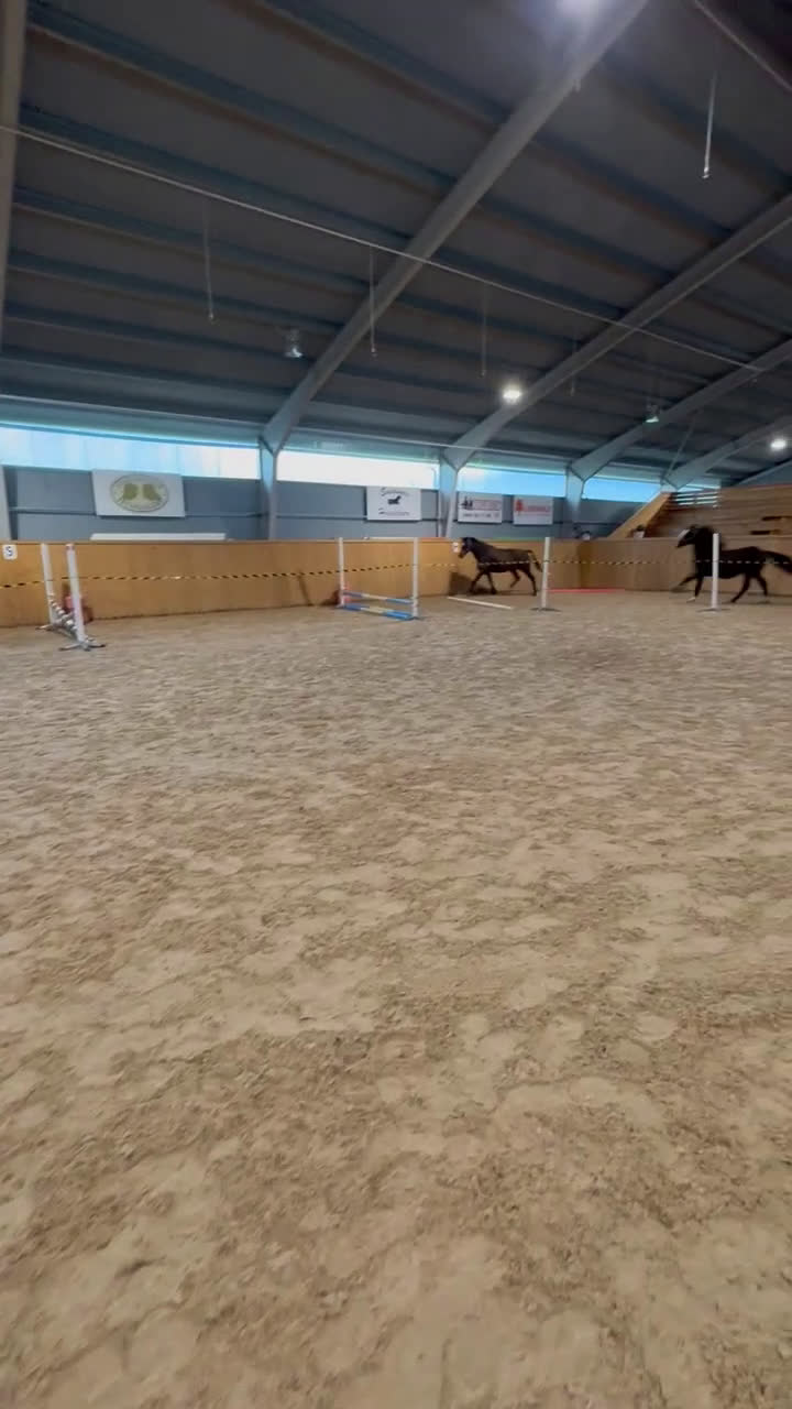 Hoppning hästar till salu: Fin valack med bra stam! i Fårö - Video 1