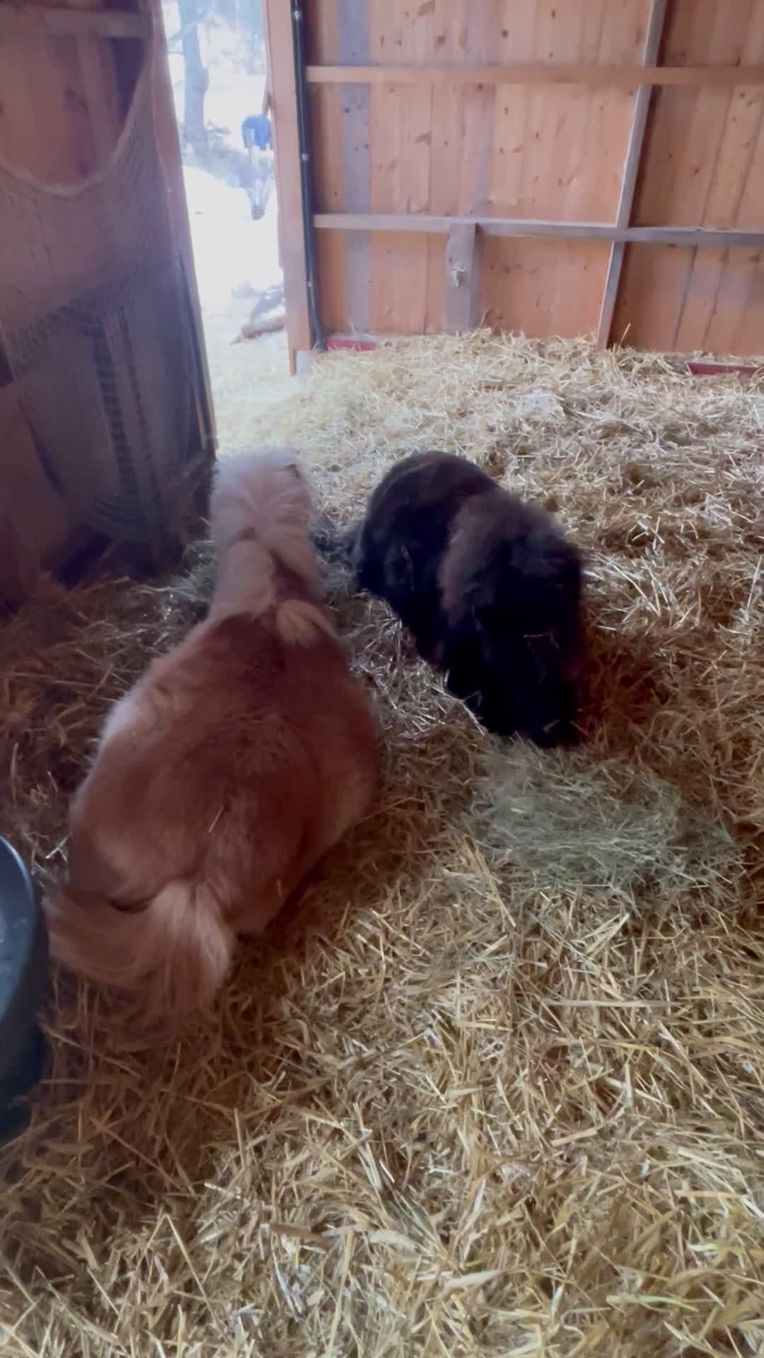 Övrigt hästar till salu: Paddington är nu till salu  - Video 2