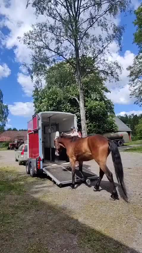 Allround hästar till salu: Charmig kigermustangvalack  - Video 4