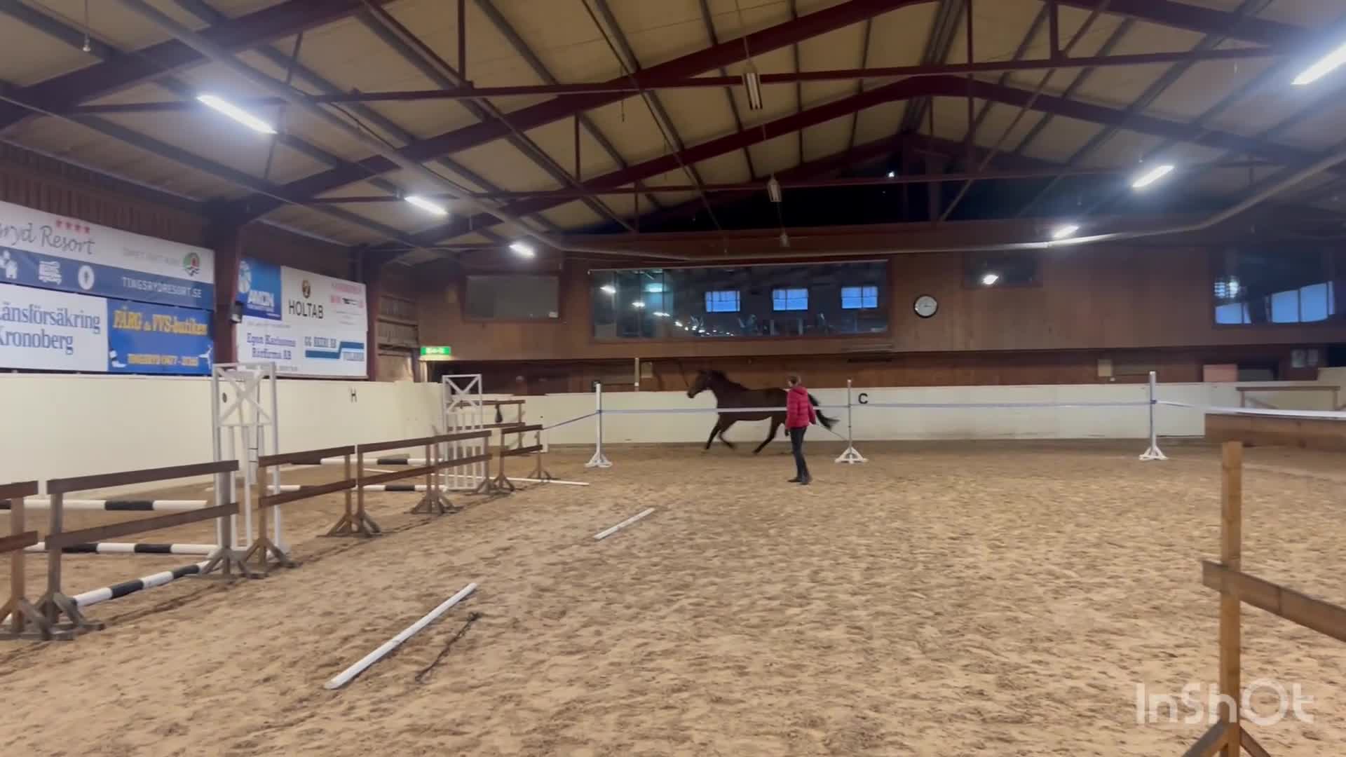 Hoppning hästar till salu: Framtida hopphäst säljes - Video 1