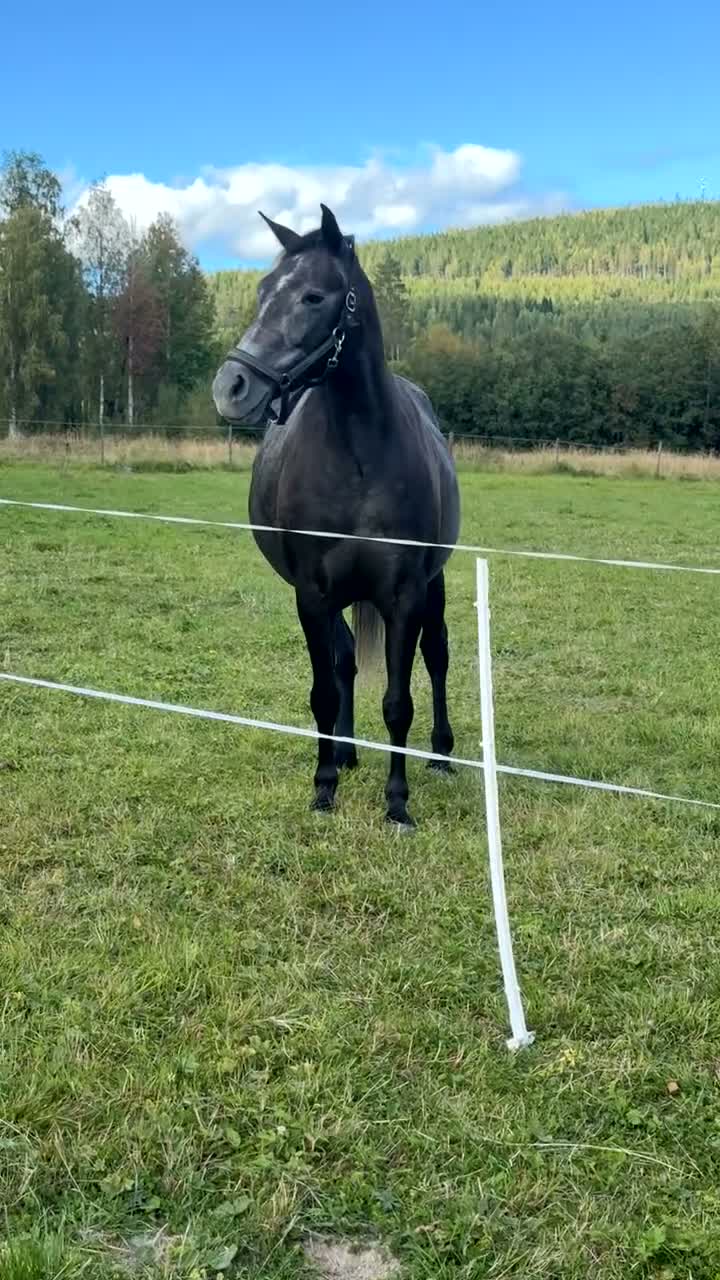 Allround hästar till salu: Superfin kille - Video 4