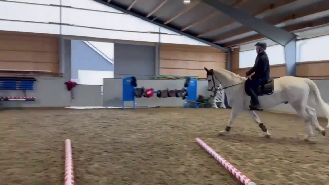 Hoppning hästar sökes: SÖKER HOPPHÄST PÅ LÅN MED MÖJLIGHET TILL KÖP - Video 1