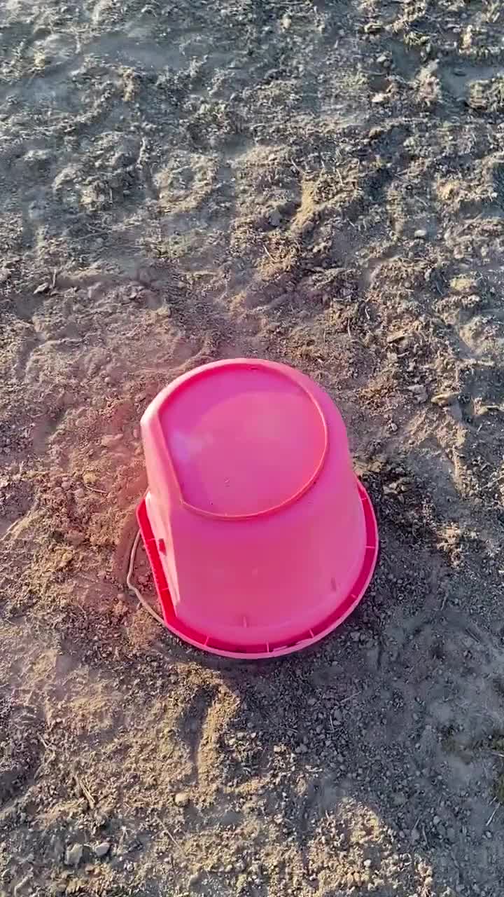 Dressyr hästar till salu: Coole Sven i Färgelanda - Video 1