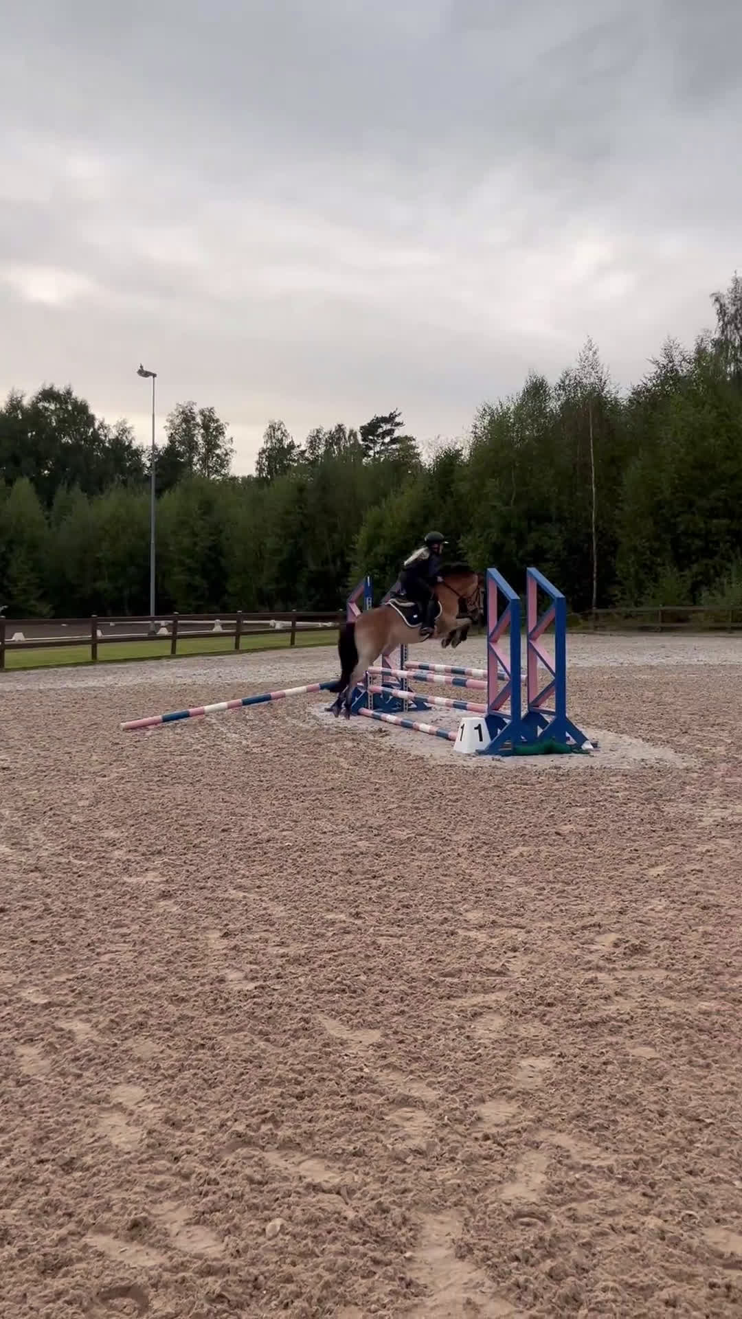 Allround hästar till salu: Underbart gotlandsruss  - Video 2