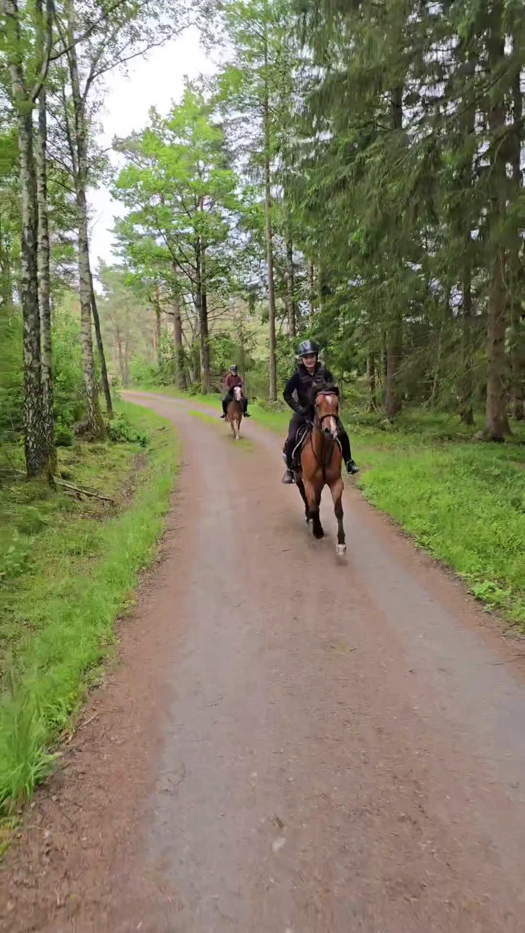 Allround hästar till salu: Welsh mountain, sportponny, barnponny, körponny! i Uddevalla - Video 2