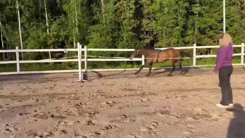 Allround hästar till salu: Fin 2 åring. (Blir 3år maj 2026) i Haparanda - Video 5