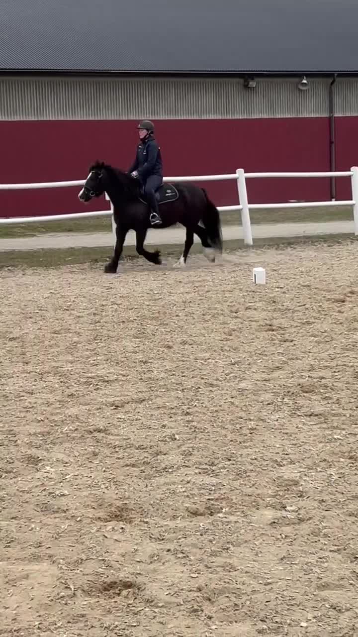 Allround hästar till salu: Vänligt Tinker sto säljes  - Video 1