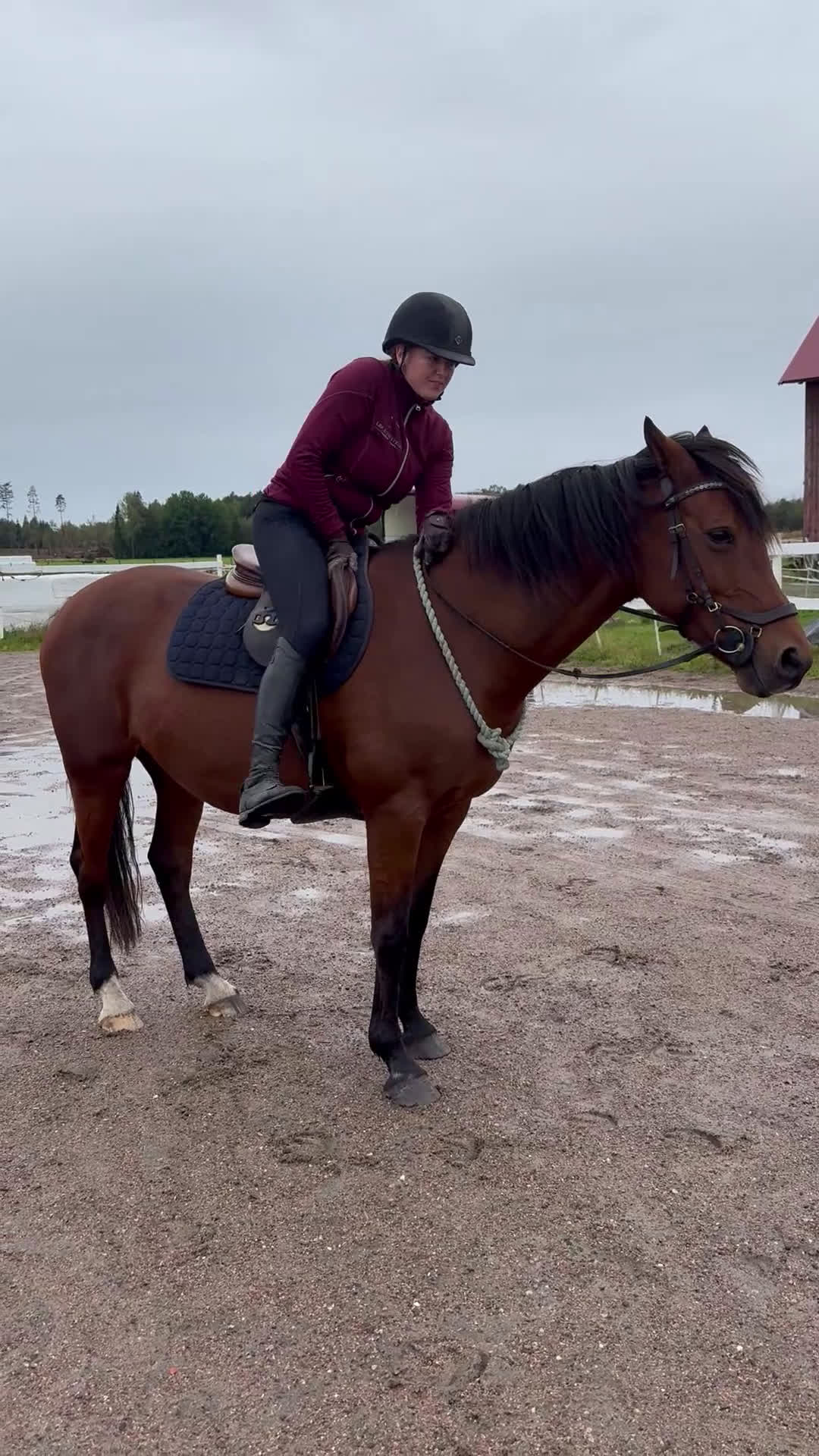 Allround hästar till salu: Ridhäst/avelssto top möderne i Mellerud - Video 5