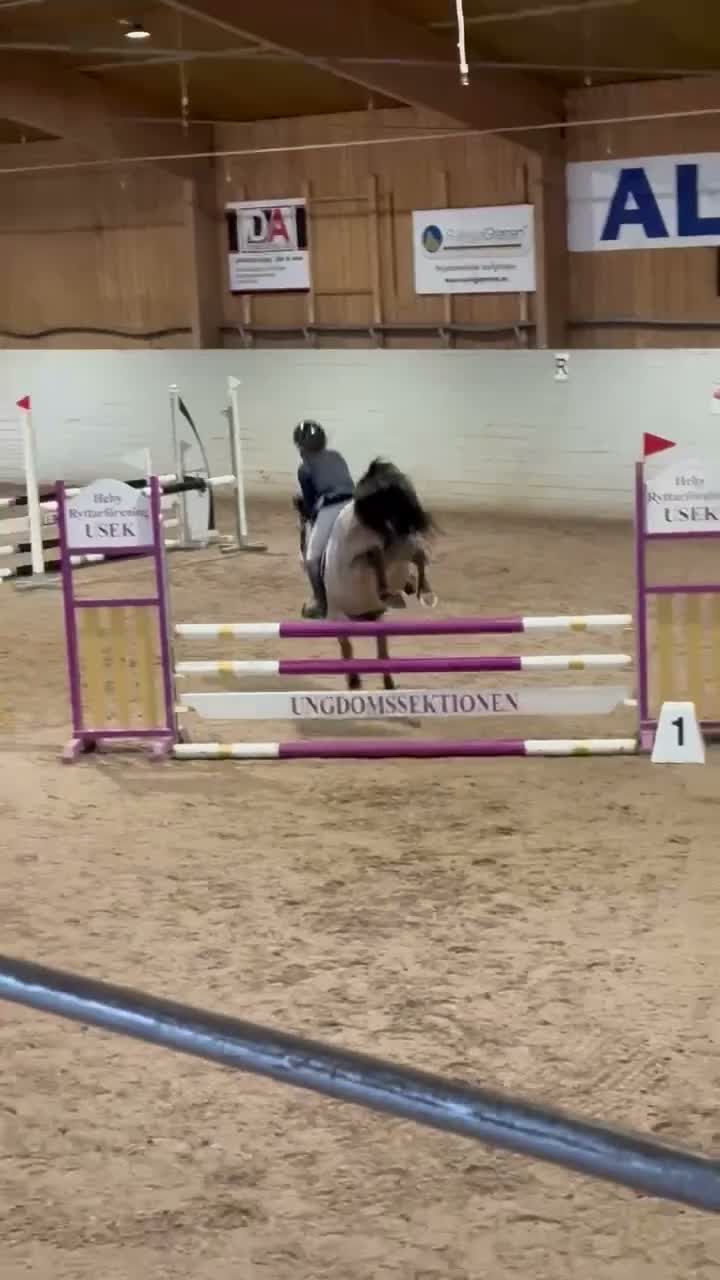Hoppning hästar till salu: 🌟En av Sveriges bästa B ponnysar🌟 - Video 3