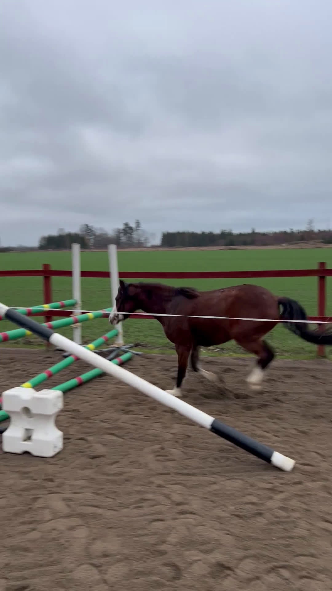  medryttarhäst finnes: Medryttare till 3 hästar sökes i Enköping  i Enköping - Video 1