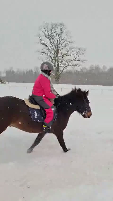 Hoppning hästar till salu: Trevlig C-ponny  - Video 1