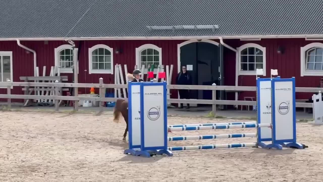 Hoppning hästar till salu: Drömponny för de höga klasserna!💥 - Video 2