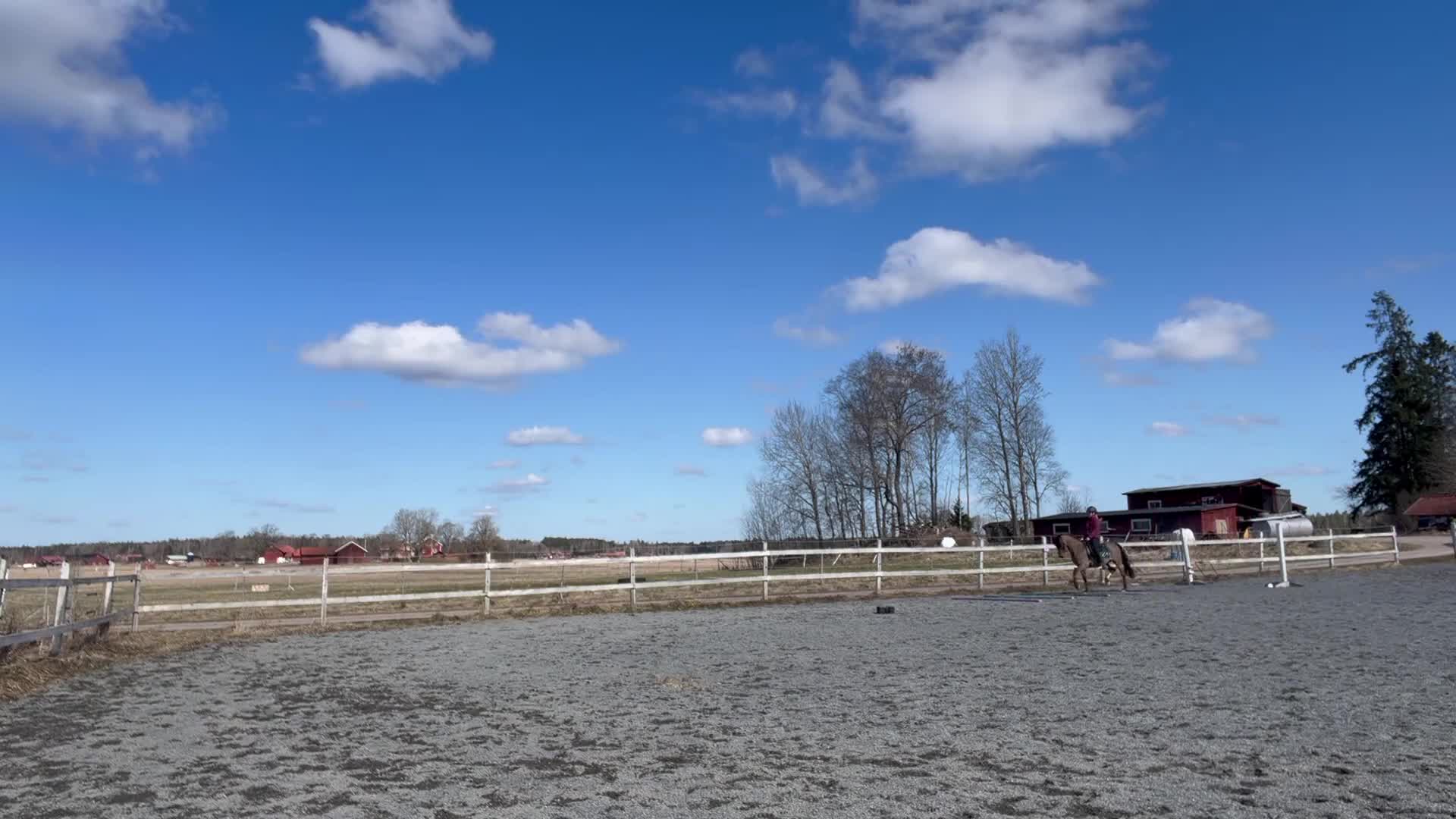 Dressyr hästar till salu:  Rocky – C-ponny med hjärtat på rätt ställe - Video 4