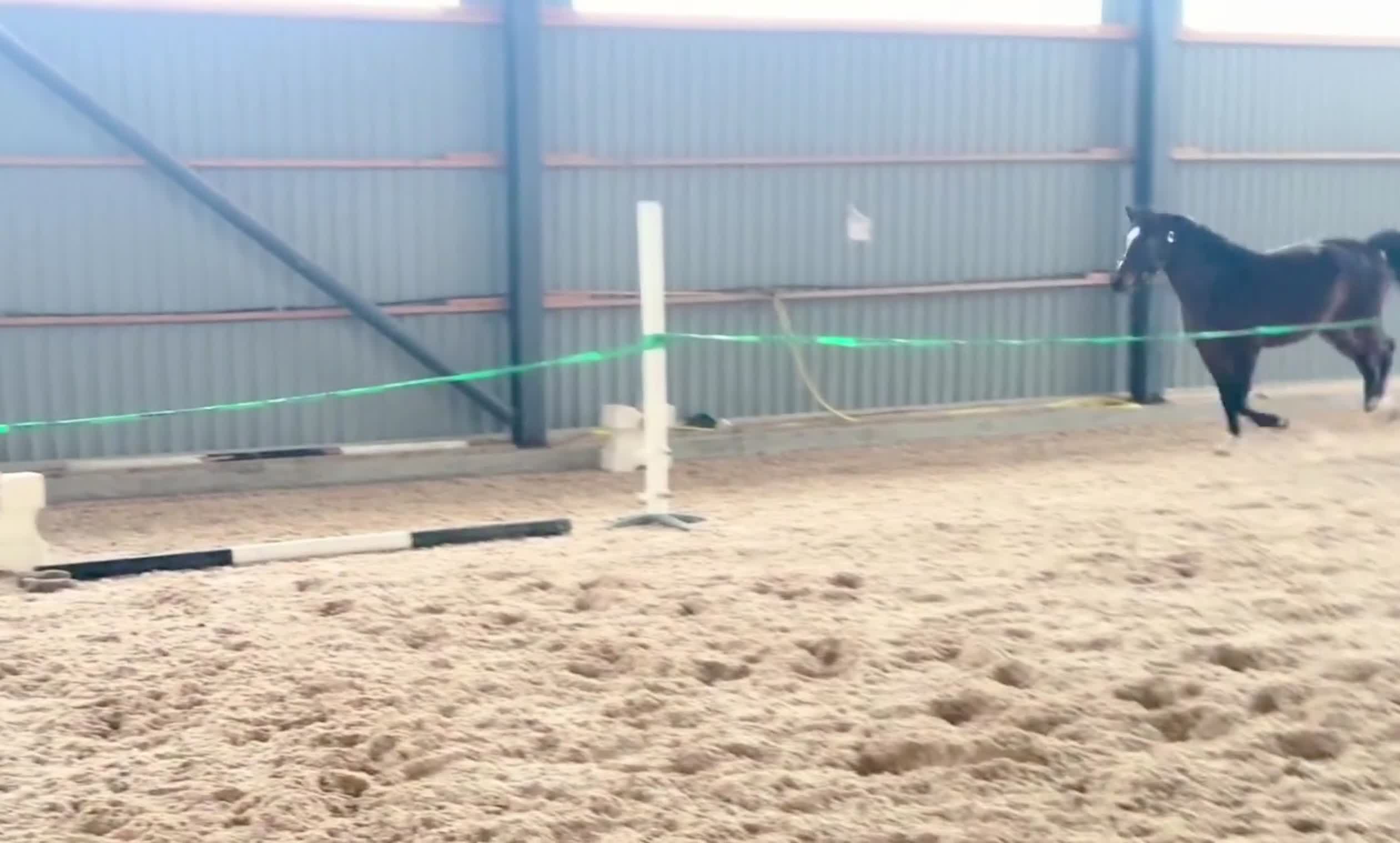 Hoppning hästar till salu: 3åring exceptionell stam & stor framtidspotential  - Video 1