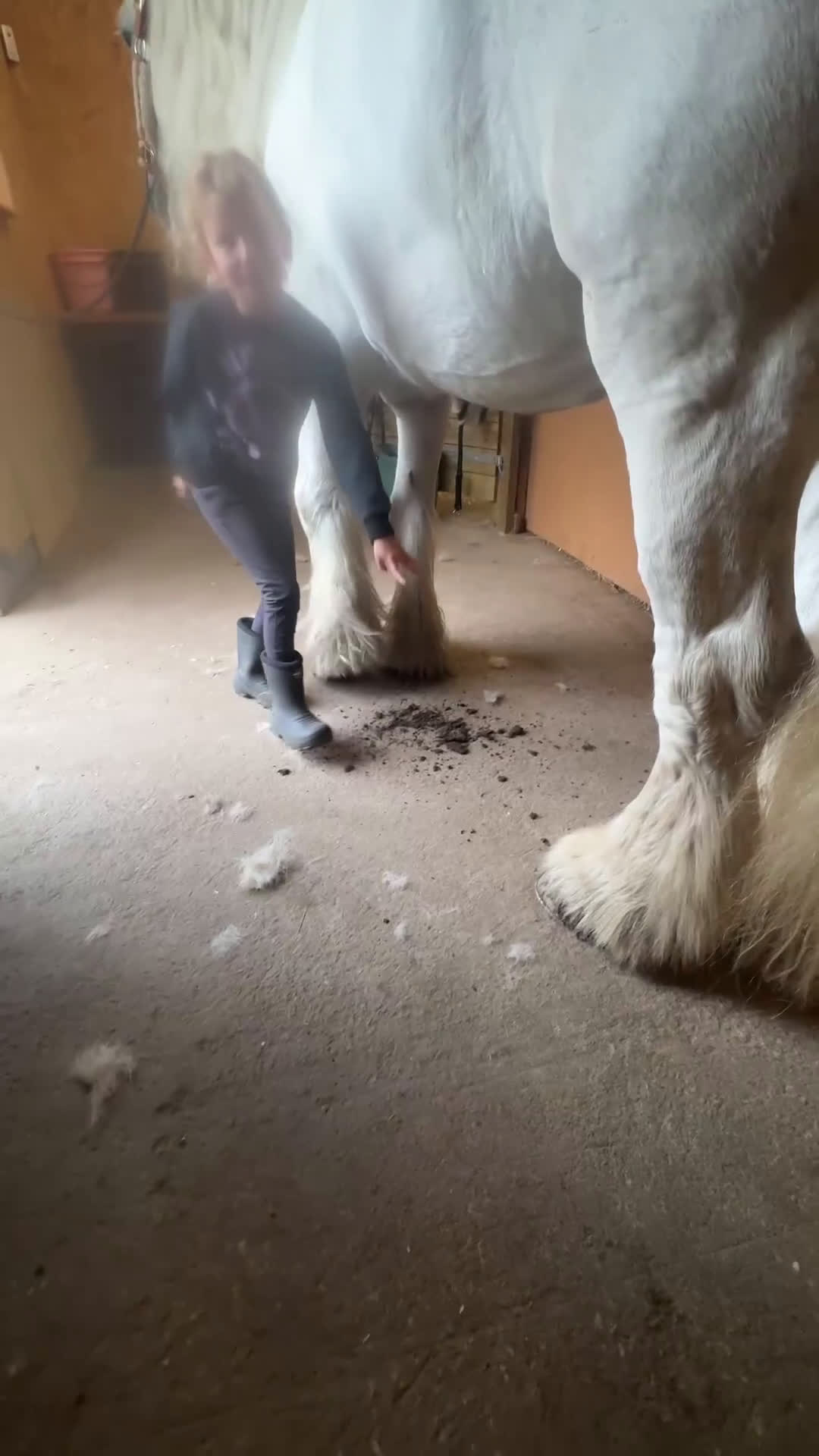 Allround hästar till salu: Drömhäst  i Ljungaverk - Video 1