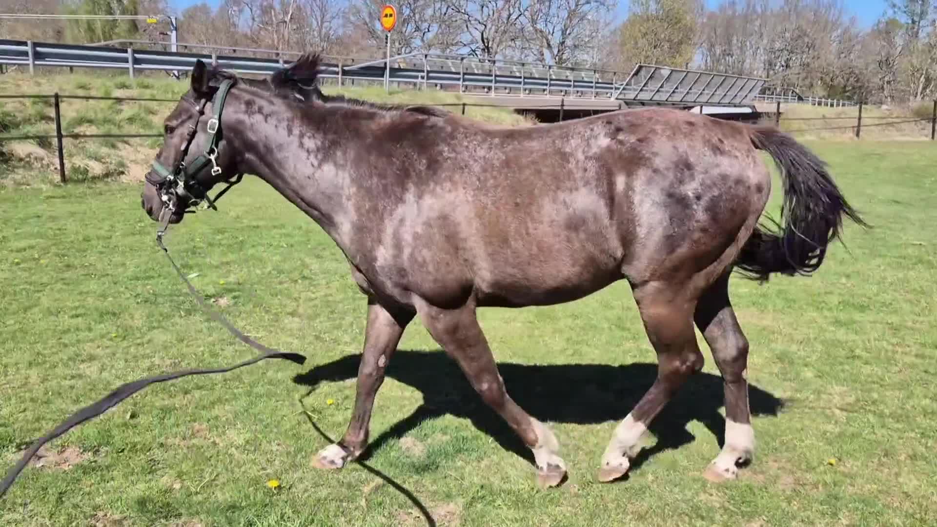 Allround hästar till salu: Snygg häst med fint steg, men känslig - Video 1