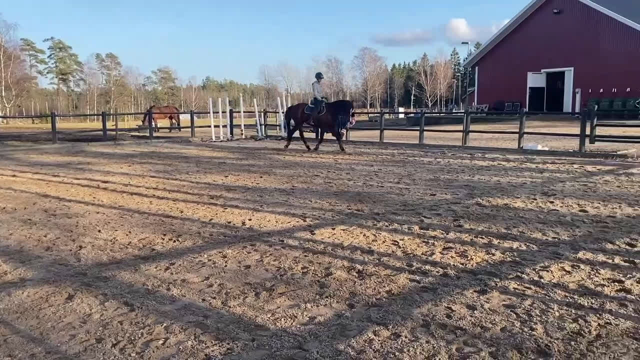 Allround hästar till salu: Personlig d-ponny söker nytt hem - Video 1