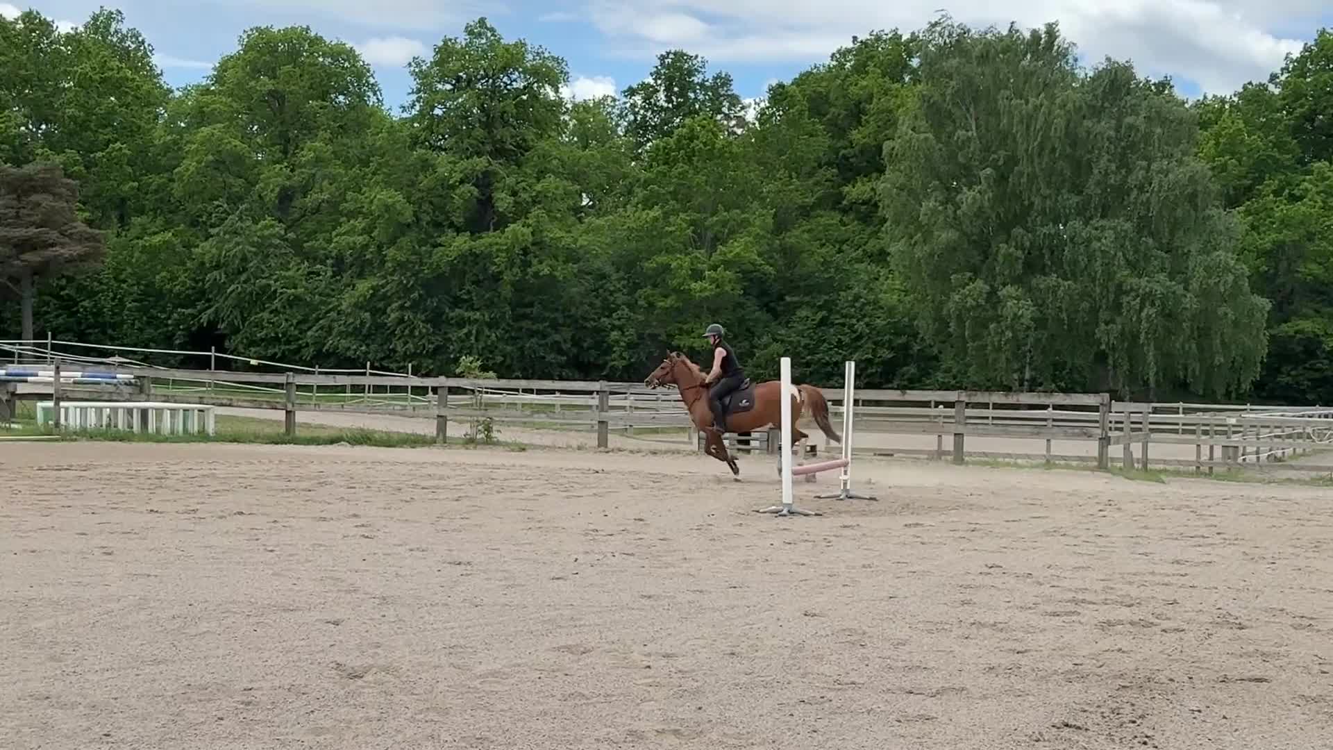 Allround hästar till salu: Söt trevlig ponny  - Video 5