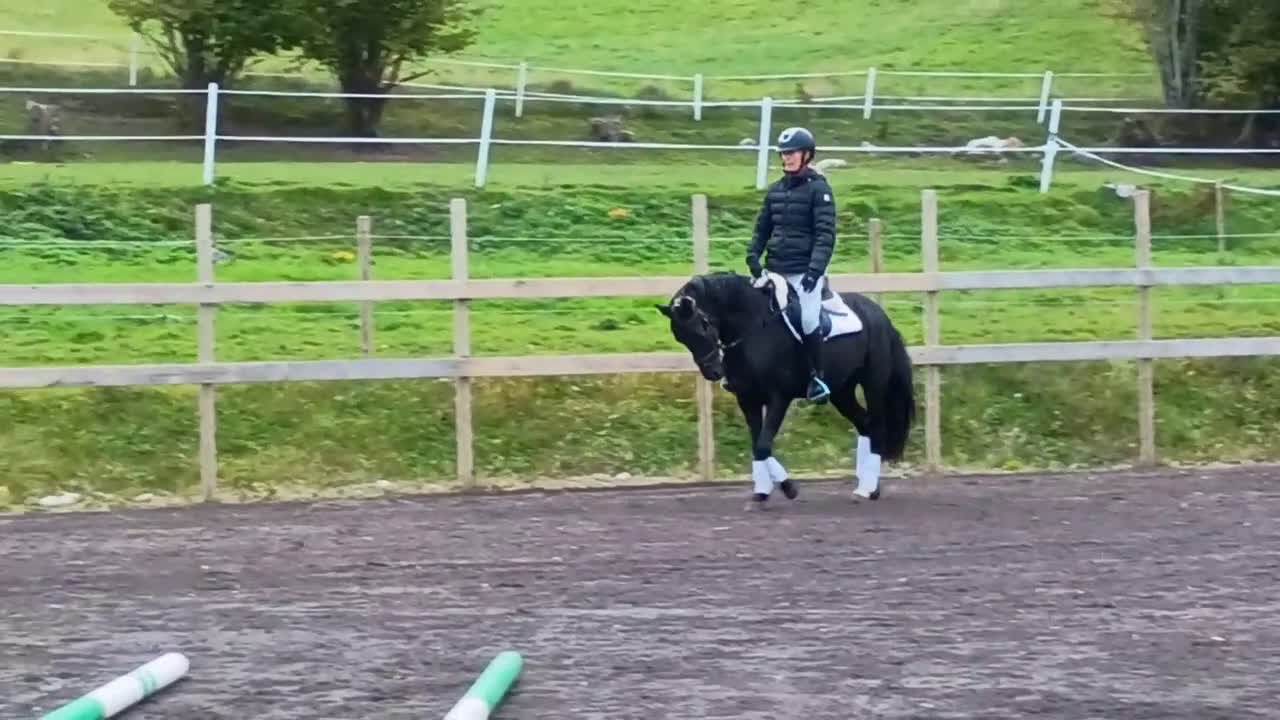 Dressyr hästar till salu: Charmig c-ponny som blir den du gör den till! i Hjo - Video 1