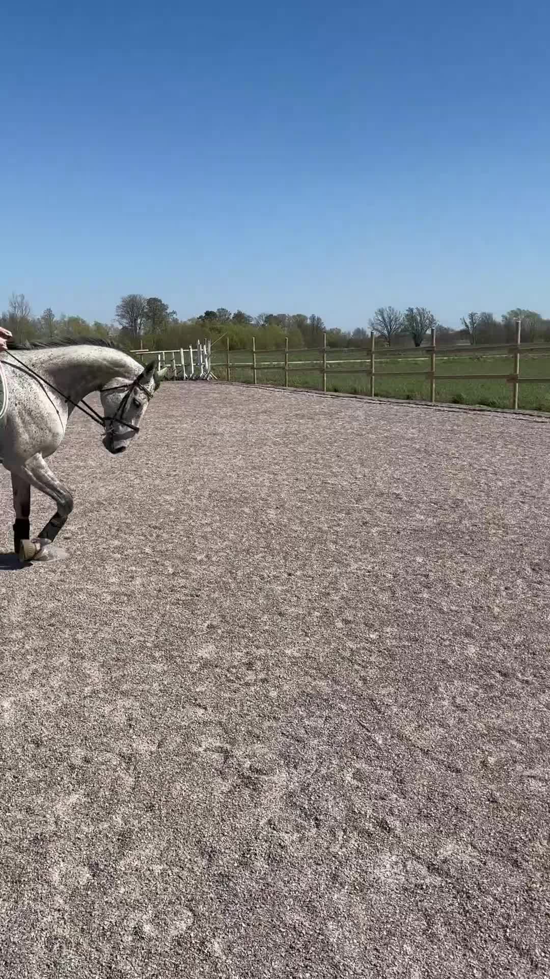 Allround hästar till salu: Känslig kille söker sin människa  - Video 1
