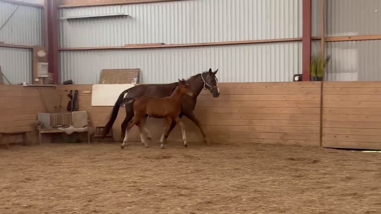 Dressyr hästar till salu: Tävling & tränings kompis OBS sänkt pris!  i Åseda - Video 3