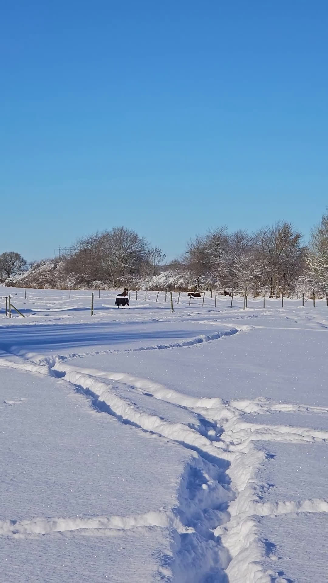 Allround hästar till salu: Fin hobbyhäst! i Billesholm - Video 3