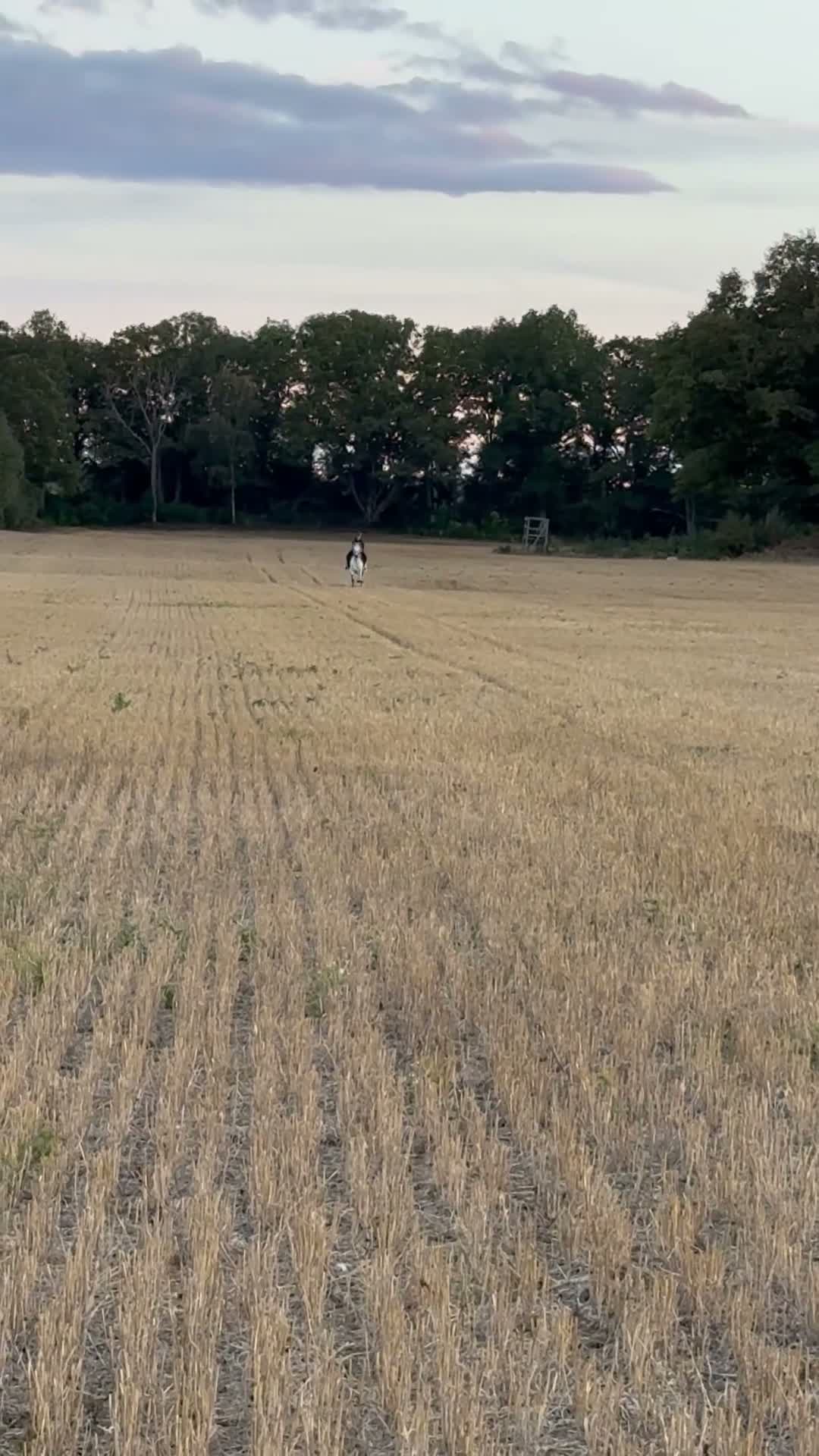 Allround hästar till salu: Connemaravalack med hjärta av guld 💛  - Video 2
