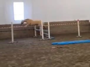 Allround hästar till salu: Elegant och feminin multitalang i Piteå - Video 1