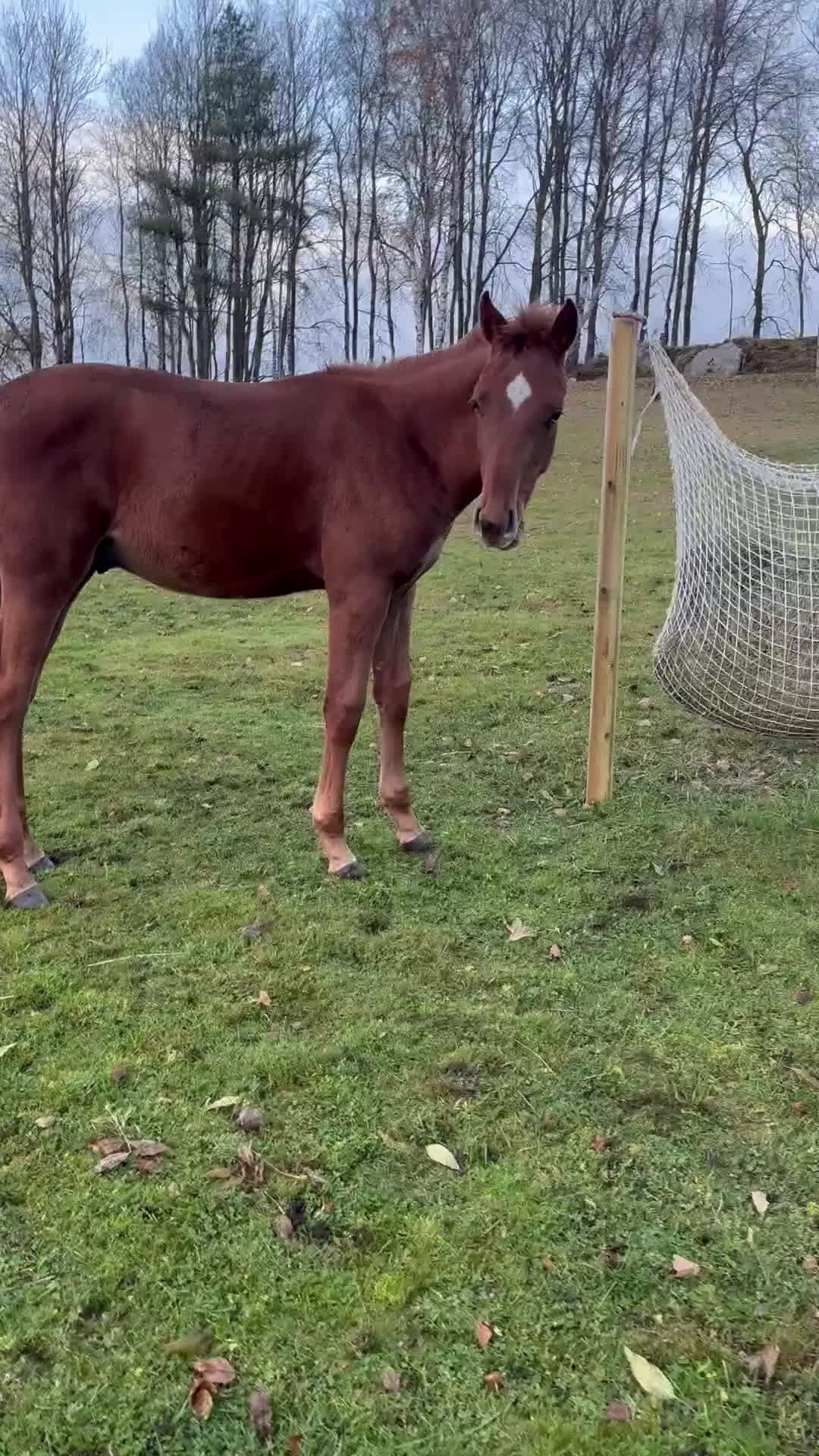Allround hästar till salu: En häst för framtiden  - Video 2