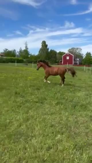 Allround hästar till salu: Welsh partbred - Video 2