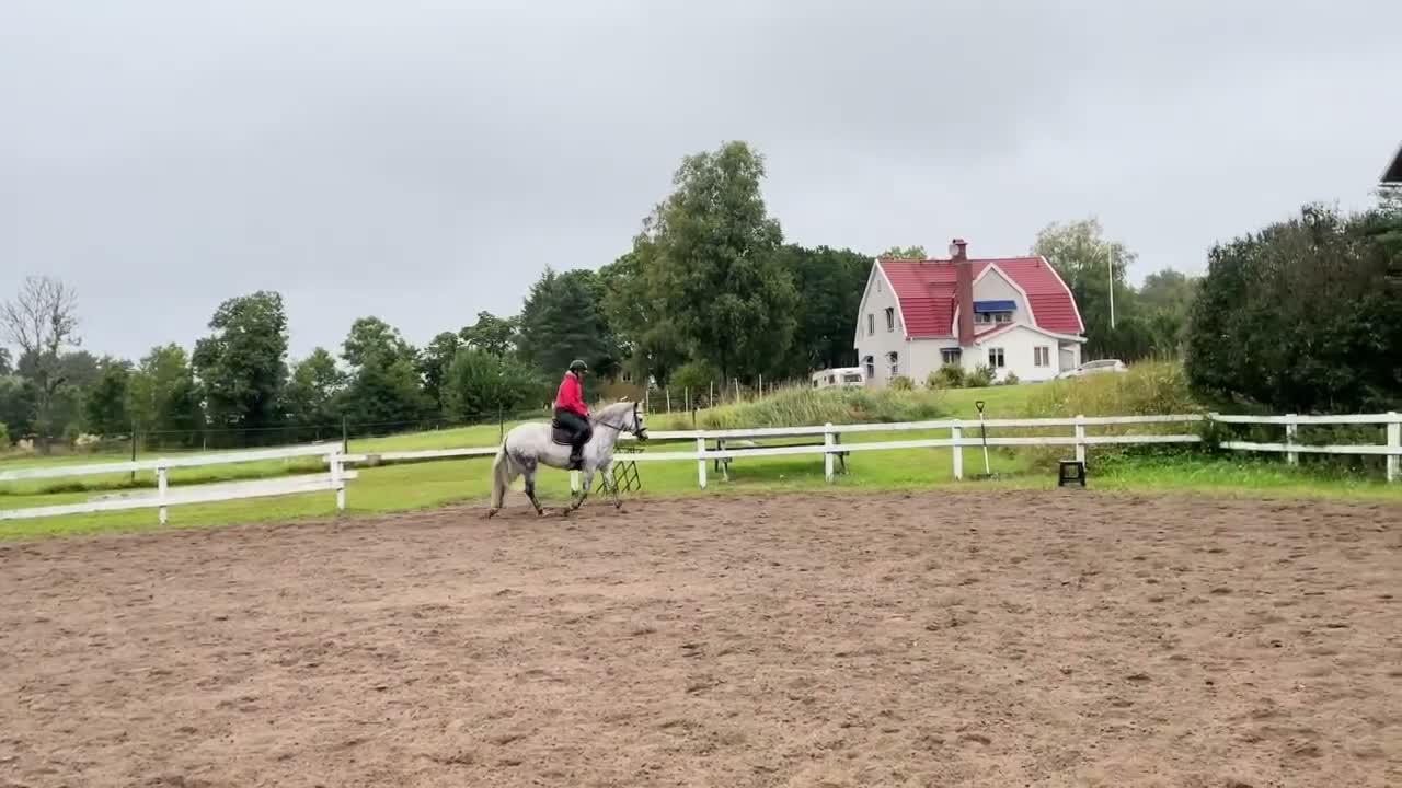 Hoppning hästar till salu: Läcker ungponny - Video 2