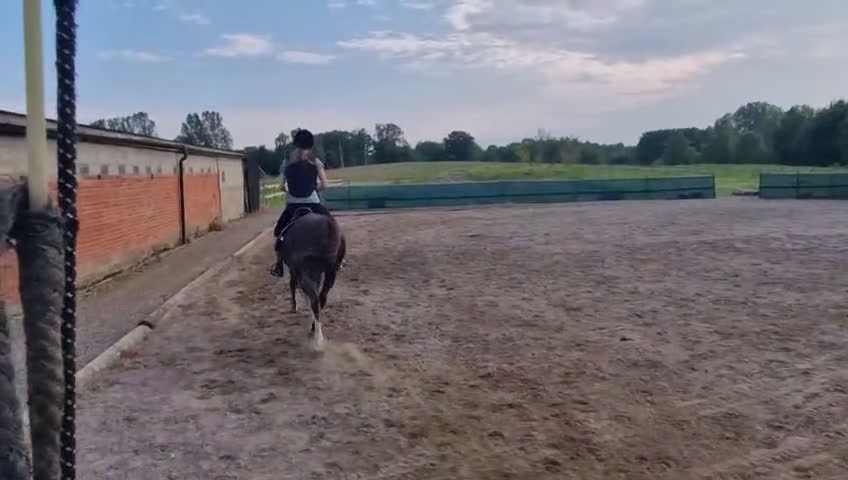 Allround hästar till salu: C-ponny till salu   i Billesholm - Video 1