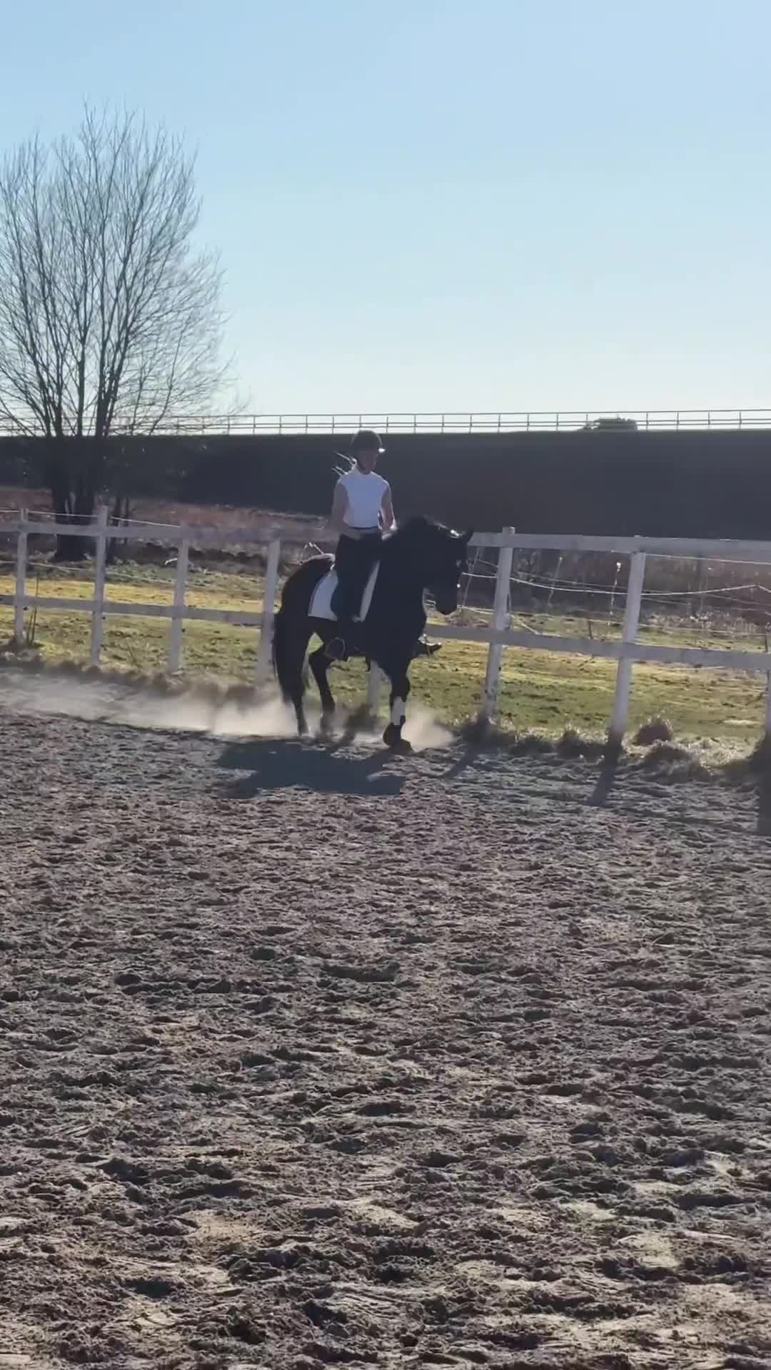 Dressyr hästar till salu: Fantastiskt D-ponny sto efter Dimaggio Black - Video 1