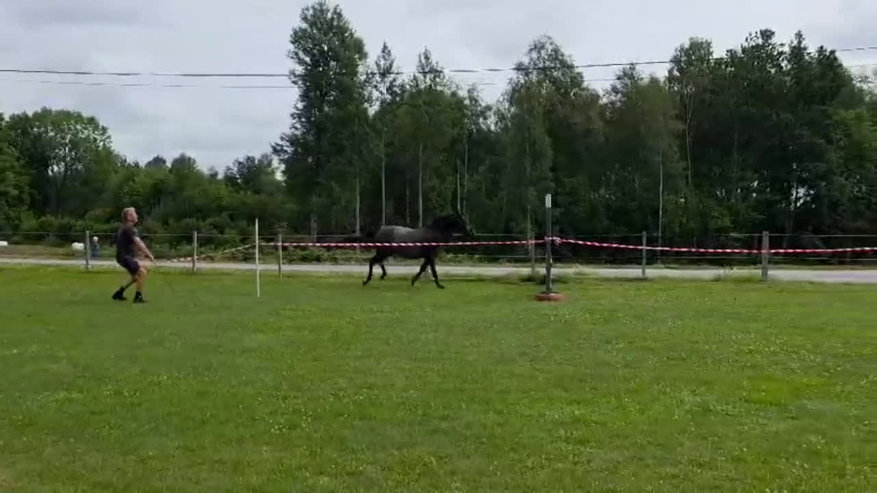 Hoppning hästar till salu: Talangfull ungponny med X-faktor i Emmaboda - Video 5
