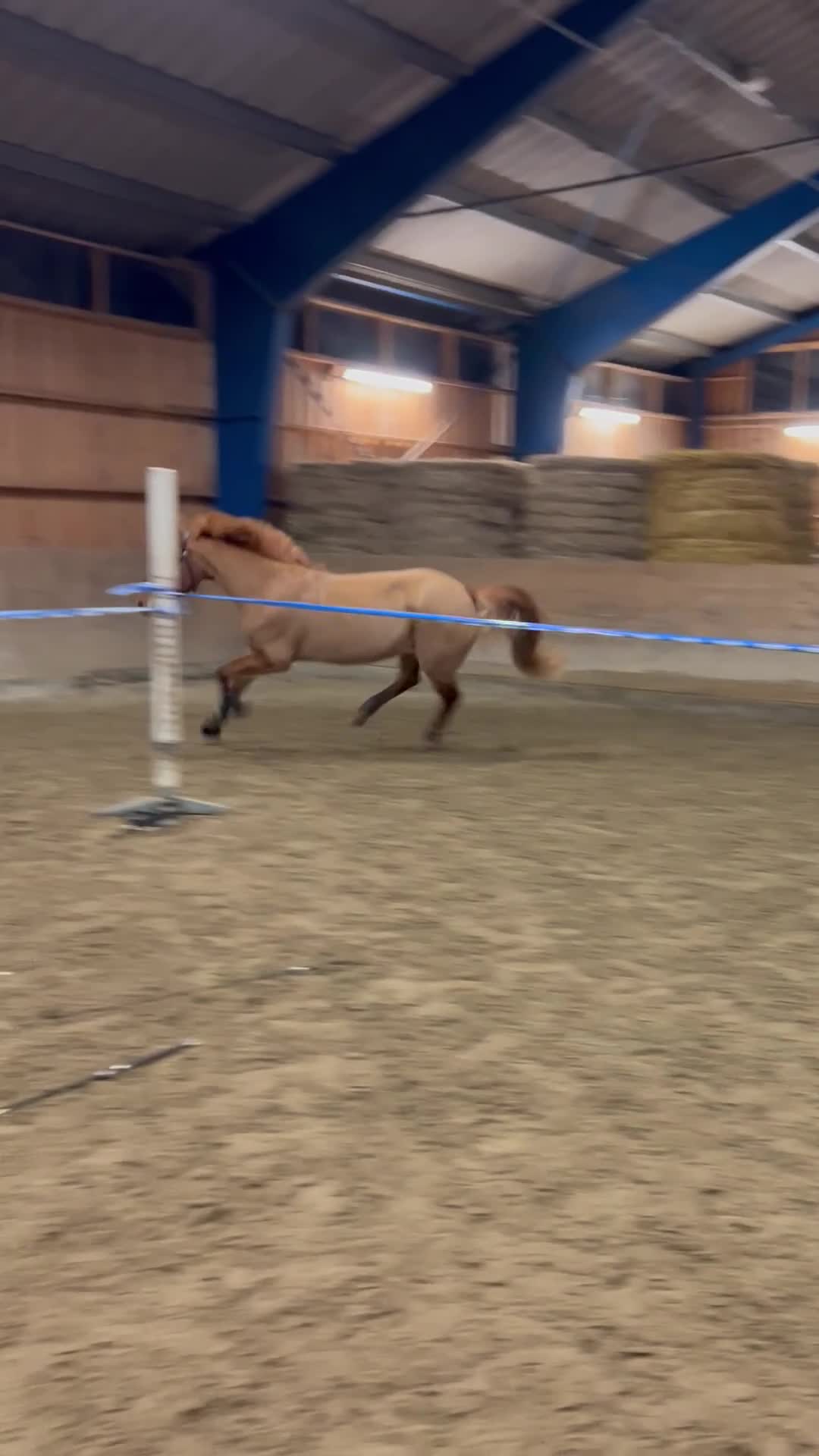 Hoppning hästar till salu: Fantastisk D-ponny söker ny bästavän 🌟 - Video 2