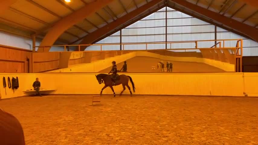 Hoppning hästar till salu: Perfekt första storhäst! - Video 1