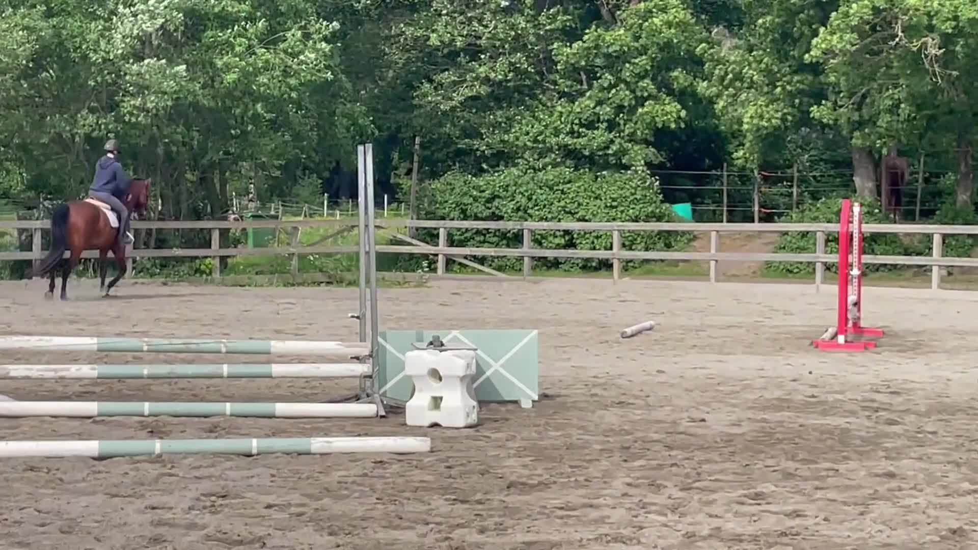 Allround hästar till salu: Fin 4 åring - Video 1