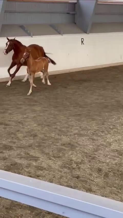 Hoppning hästar till salu: Premieföl✨️ i Väse - Video 1