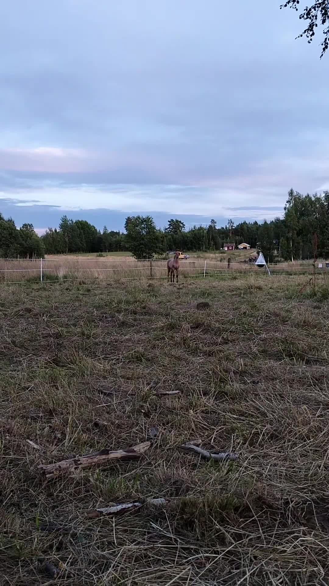 Allround hästar till salu: TINGAD Fölet som charmar alla - Video 2
