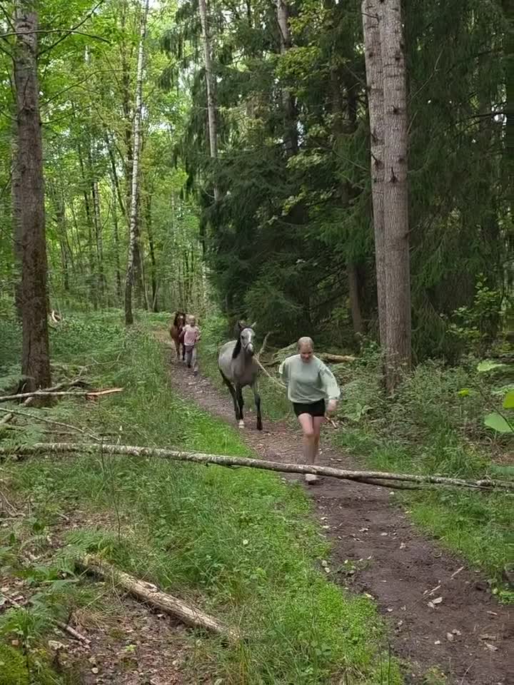 Hoppning hästar till salu: Välhanterad 1åring  - Video 2