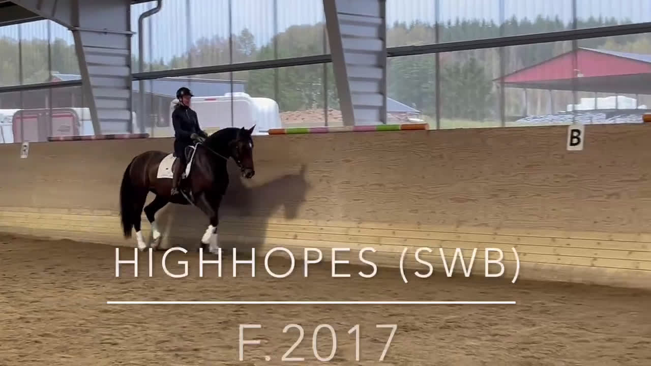 Dressyr hästar till salu: Sto med bra ridbarhet i Edsvalla - Video 1