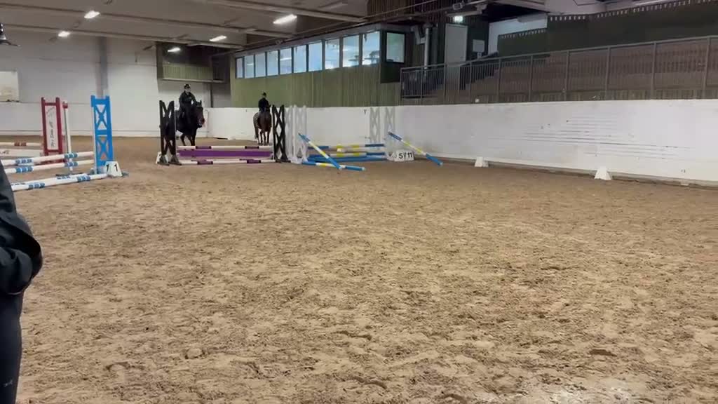 Hoppning hästar till salu: Toppstammad 4 åring för framtiden  - Video 1