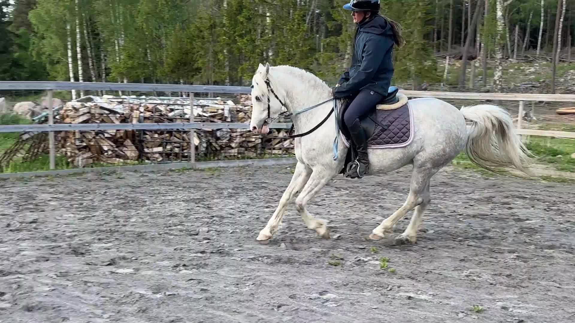 Allround hästar till salu: Fint Welshsto med utstrålning - Video 2