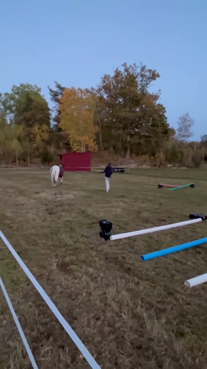 Allround hästar till salu: Rolig allroundhäst!  - Video 1