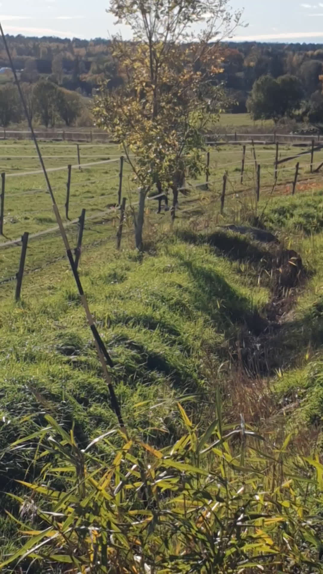 Allround hästar till salu: Snäll fullblodsvalack i Rimbo - Video 1