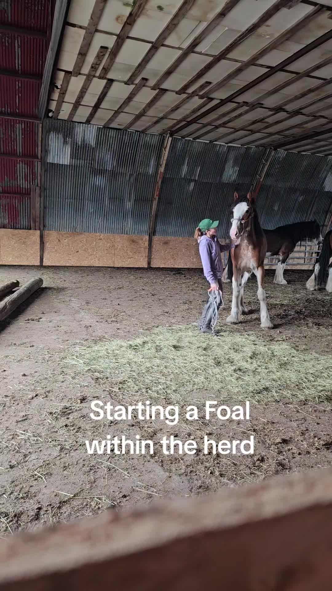 Barockt hästar till salu: Shire Filly with a big potential - Video 3