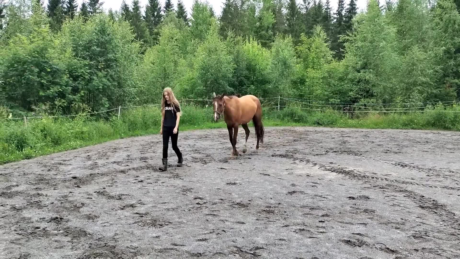 Allround hästar till salu: 5 årigt ridsto - Video 2