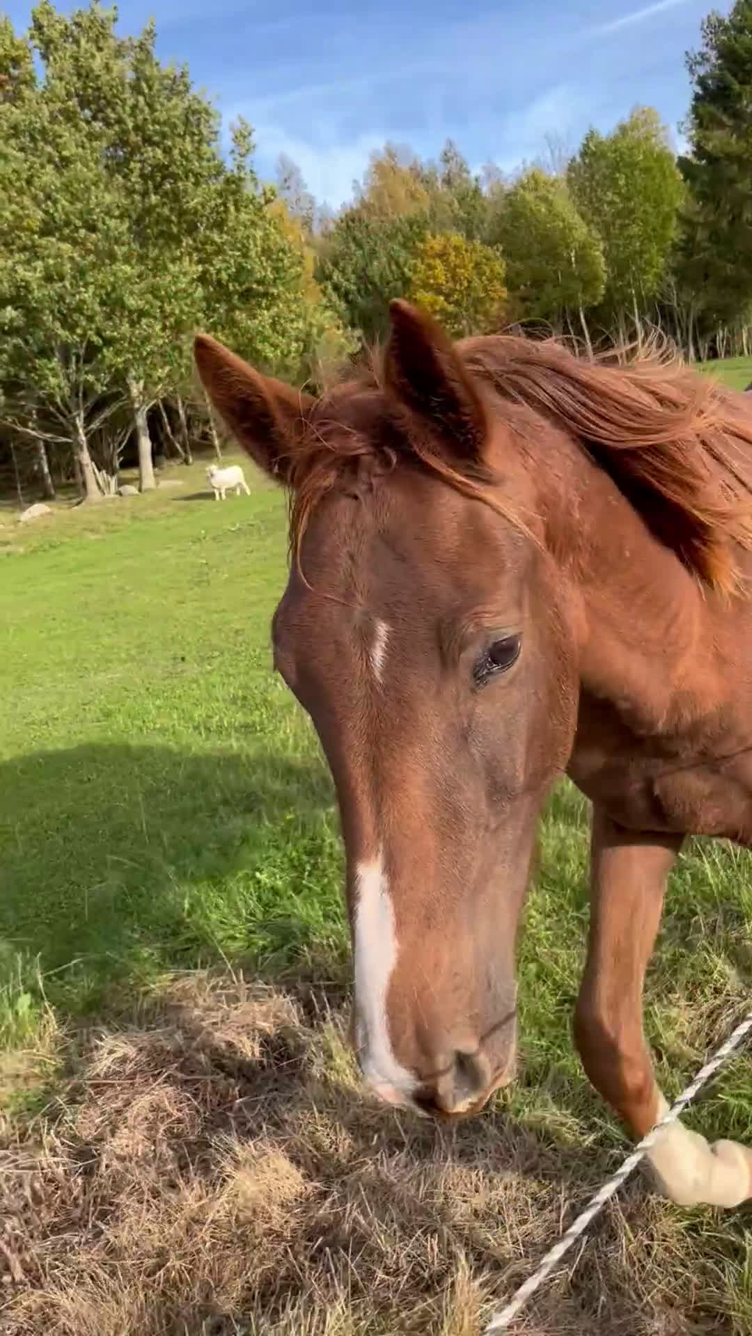 Hoppning hästar till salu: Trevlig kastrerad Åring  i Vikingstad - Video 2