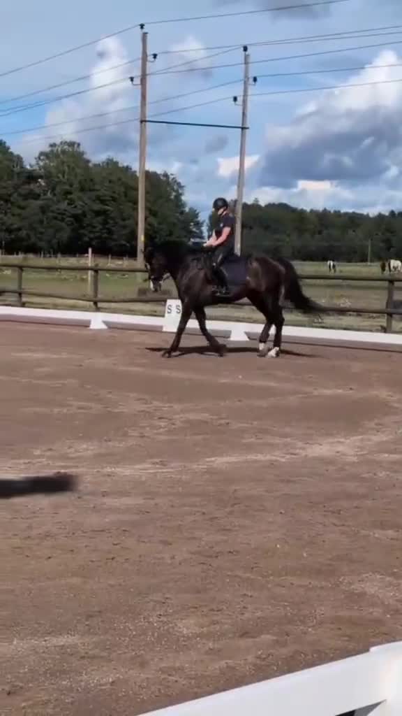 Allround hästar till salu: Lyxigt sto  - Video 1